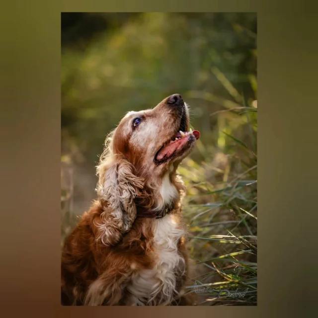 La famille et son chien ! 🐕 

On les oublie trop souvent pour les séances photos, mais nos animaux de compagnie sont les bienvenus et surtout pour les séances extérieures ! La famille Zapata en a donc bien profité ! 

Voir davantage de photos de famille sur: https://www.noeliadelordphotographe.com/famille/